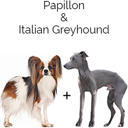 Italian Papihound Dog